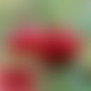 Vaccinii macrocarpon fructus: Strauch und Beeren der Kanadischen Preiselbee
