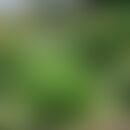 Plantaginis lanceolatae herba mit Blüten
