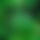 Cannabinoide: typische Blattstruktur
